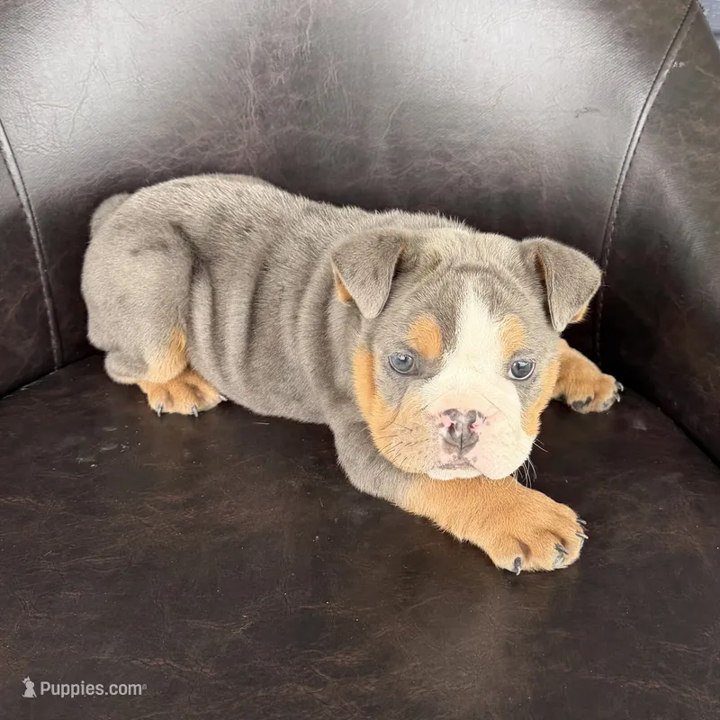 Benji-READY NOW – English Bulldog puppy for sale in Wooster, OH