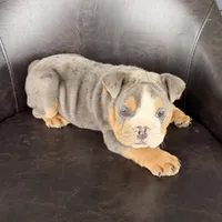 Benji-TAKE HOME TODAY, a male English Bulldog for sale in Wooster, OH – 1 of 5