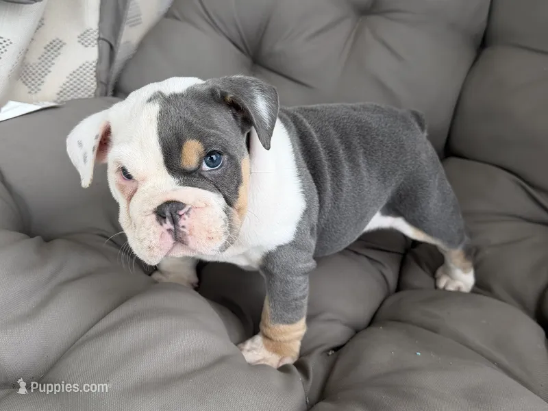liam- TAKE HOME TODAY – English Bulldog puppy for sale in Wooster, OH
