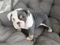 liam- TAKE HOME TODAY, a male English Bulldog for sale in Wooster, OH – 2 of 2