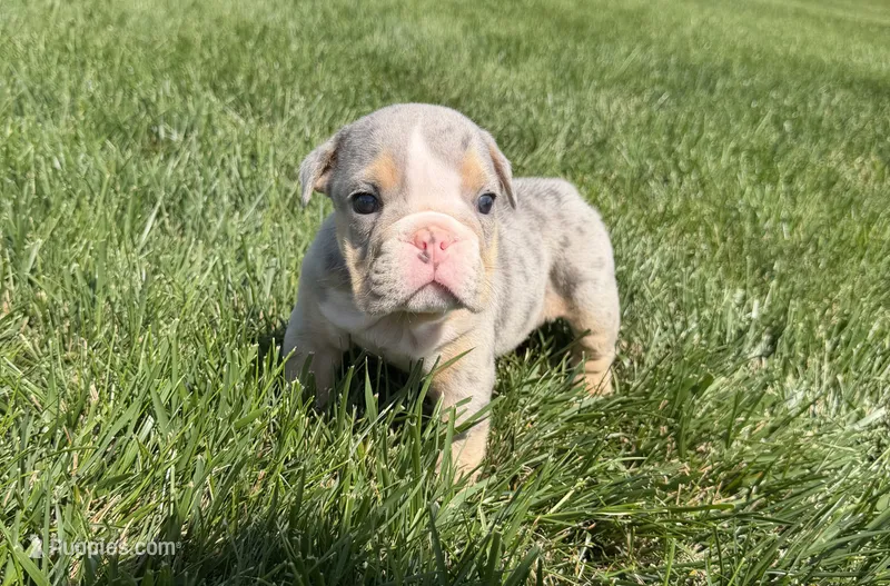 lynn  – English Bulldog puppy for sale in Wooster, OH