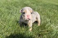 lynn , a female English Bulldog for sale in Wooster, OH – 1 of 2