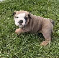 Rayne, a female English Bulldog for sale in Wooster, OH – 2 of 2