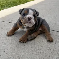 Benji, a male English Bulldog for sale in Wooster, OH – 2 of 3