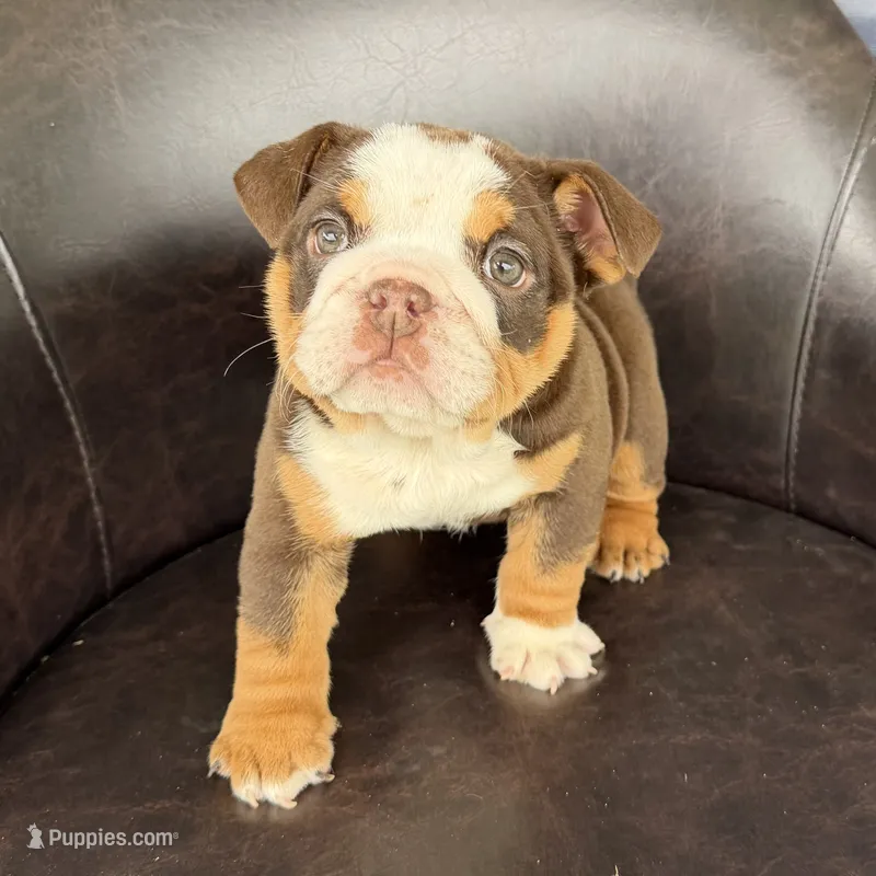 Bella- READY NOW – English Bulldog puppy for sale in Wooster, OH