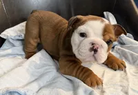 Buster, a male English Bulldog for sale in Wooster, OH – Photo 2 of 3