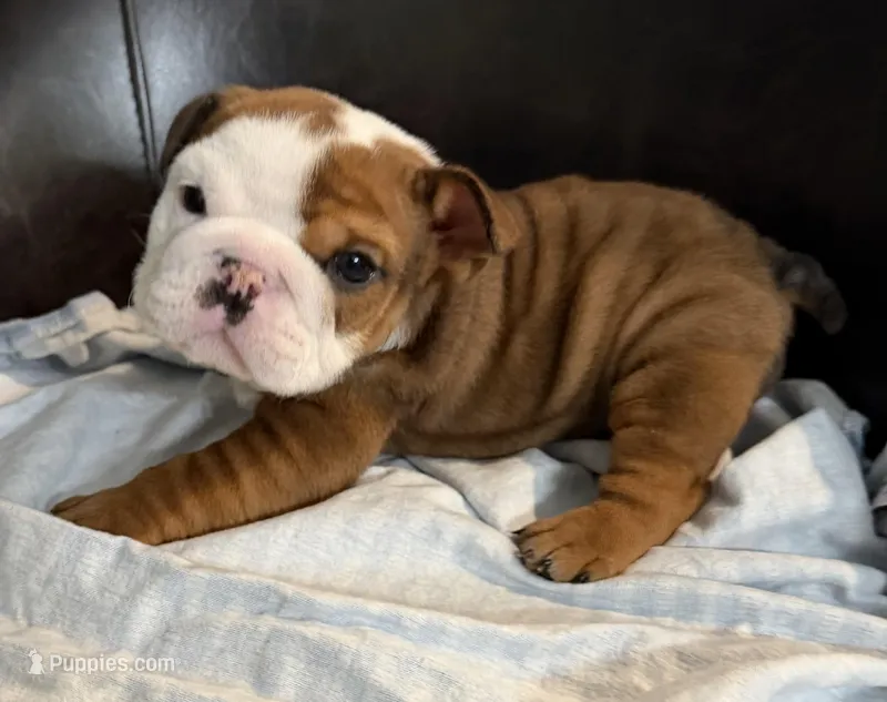 Buster, a male English Bulldog for sale in Wooster, OH – Photo 1 of 3