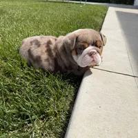 Bruce, a male English Bulldog for sale in Wooster, OH – 2 of 3