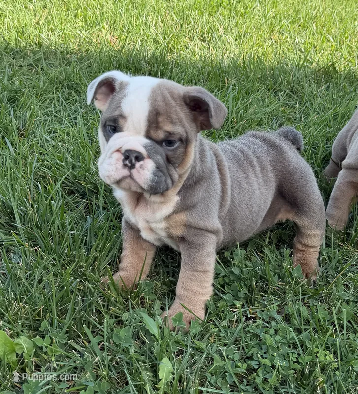 Rocky – English Bulldog puppy for sale in Wooster, OH