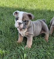 Rocky, a male English Bulldog for sale in Wooster, OH – 1 of 2
