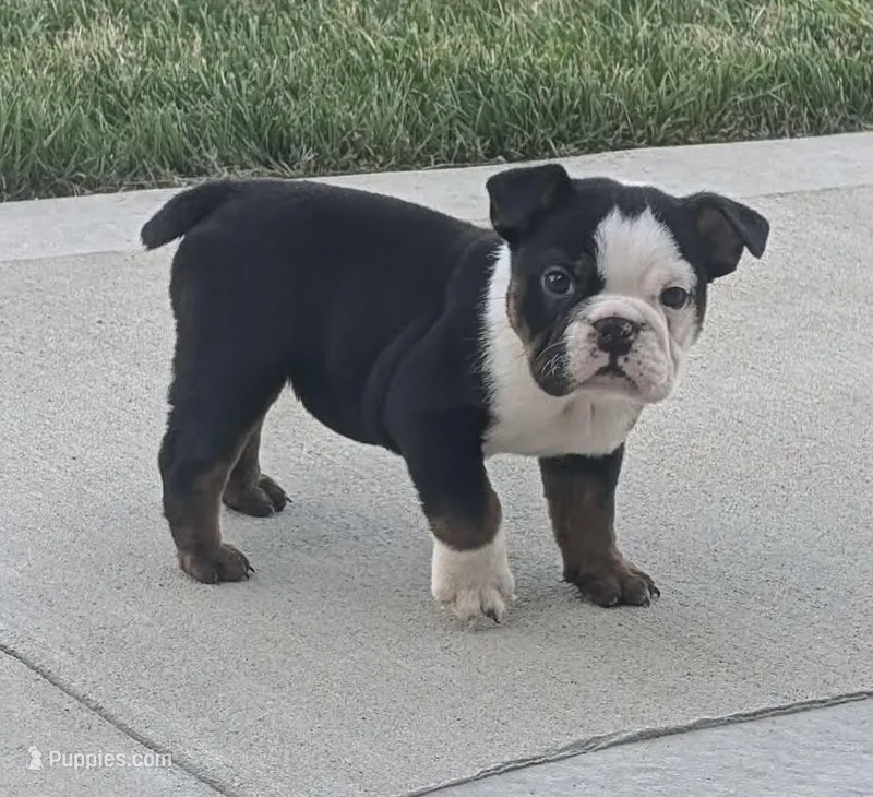 READY NOW- Riley – English Bulldog puppy for sale in Wooster, OH