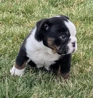 Riley, a female English Bulldog for sale in Wooster, OH – Photo 3 of 3