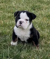 Riley, a female English Bulldog for sale in Wooster, OH – Photo 2 of 3