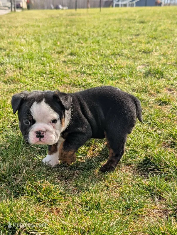 Riley – English Bulldog puppy for sale in Wooster, OH