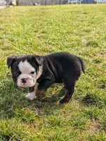 Riley, a female English Bulldog for sale in Wooster, OH – Photo 1 of 3