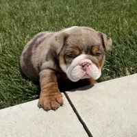 Bruce, a male English Bulldog for sale in Wooster, OH – 1 of 3