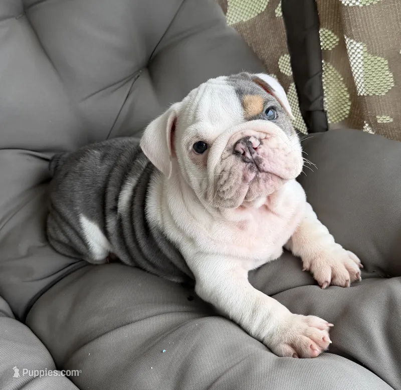 lane READY NOW – English Bulldog puppy for sale in Wooster, OH