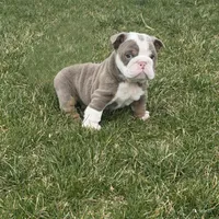 Rocky- LILAC, a male English Bulldog for sale in Wooster, OH – Photo 3 of 3