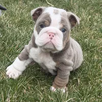 Rocky- LILAC, a male English Bulldog for sale in Wooster, OH – Photo 2 of 3
