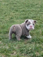 Rocky- LILAC, a male English Bulldog for sale in Wooster, OH – Photo 1 of 3