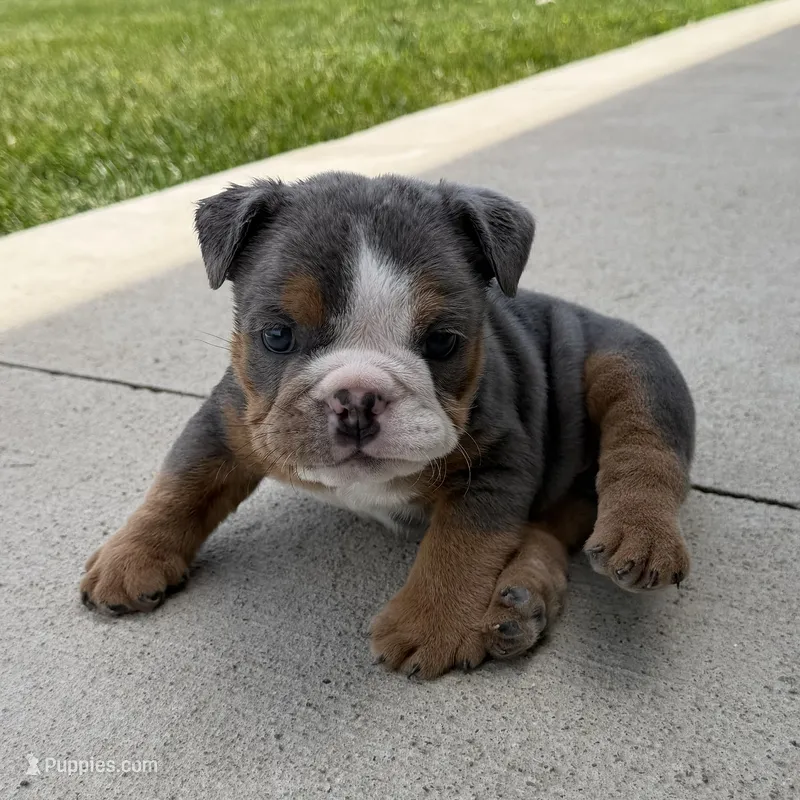 Benji – English Bulldog puppy for sale in Wooster, OH