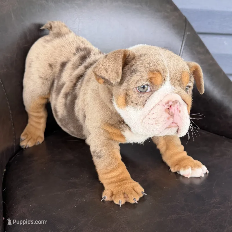 Bruce- TAKE HOME TODAY – English Bulldog puppy for sale in Wooster, OH