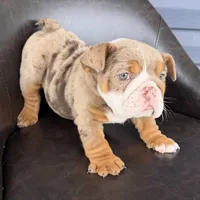 Bruce- TAKE HOME TODAY, a male English Bulldog for sale in Wooster, OH – 1 of 6