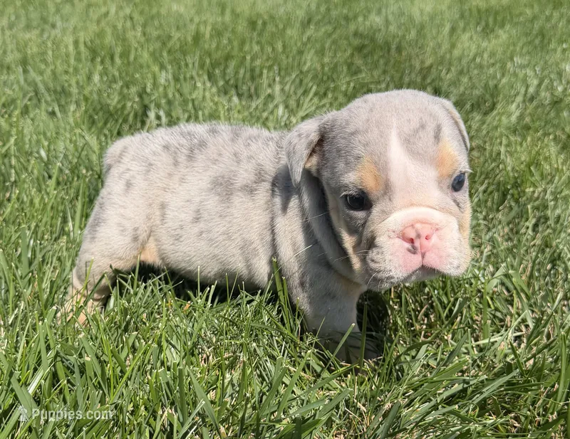 lynn  – English Bulldog puppy for sale in Wooster, OH