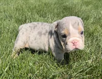 lynn , a female English Bulldog for sale in Wooster, OH – 2 of 2