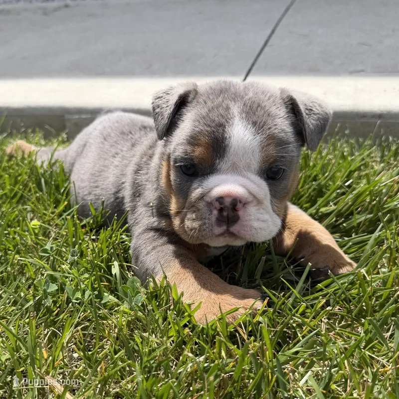 Benji – English Bulldog puppy for sale in Wooster, OH