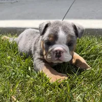 Benji, a male English Bulldog for sale in Wooster, OH – 3 of 3