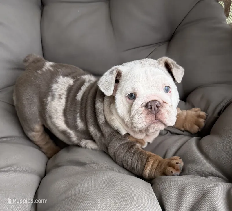 luca READY NOW – English Bulldog puppy for sale in Wooster, OH
