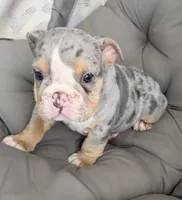 lynn -TAKE HOME TODAY, a female English Bulldog for sale in Wooster, OH – 2 of 2