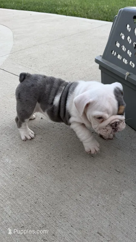 lane READY NOW – English Bulldog puppy for sale in Wooster, OH