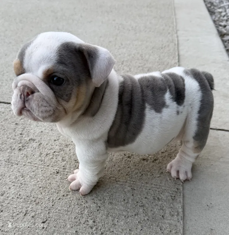 london READY NOW – English Bulldog puppy for sale in Wooster, OH