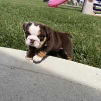 Bella, a female English Bulldog for sale in Wooster, OH – 2 of 3