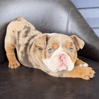 Bruce- TAKE HOME TODAY, a male English Bulldog for sale in Wooster, OH – 2 of 6