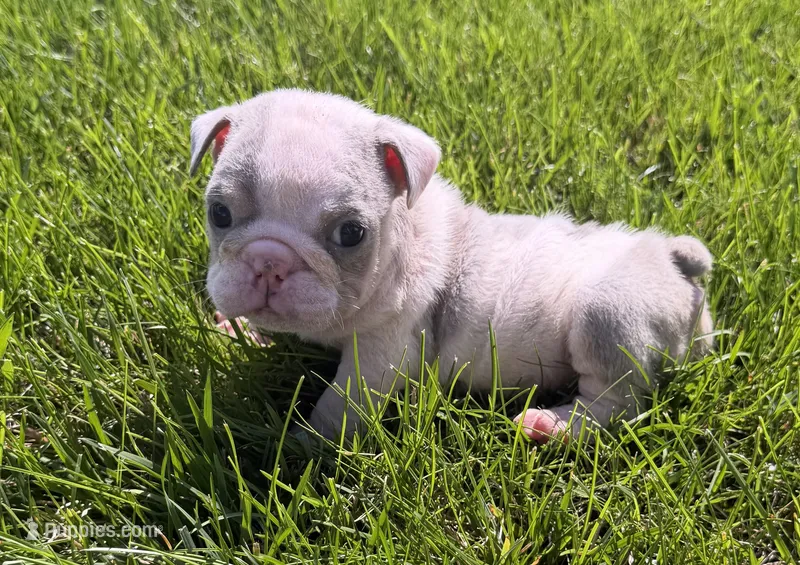 london – English Bulldog puppy for sale in Wooster, OH