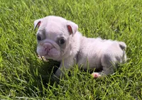 london, a female English Bulldog for sale in Wooster, OH – 1 of 2