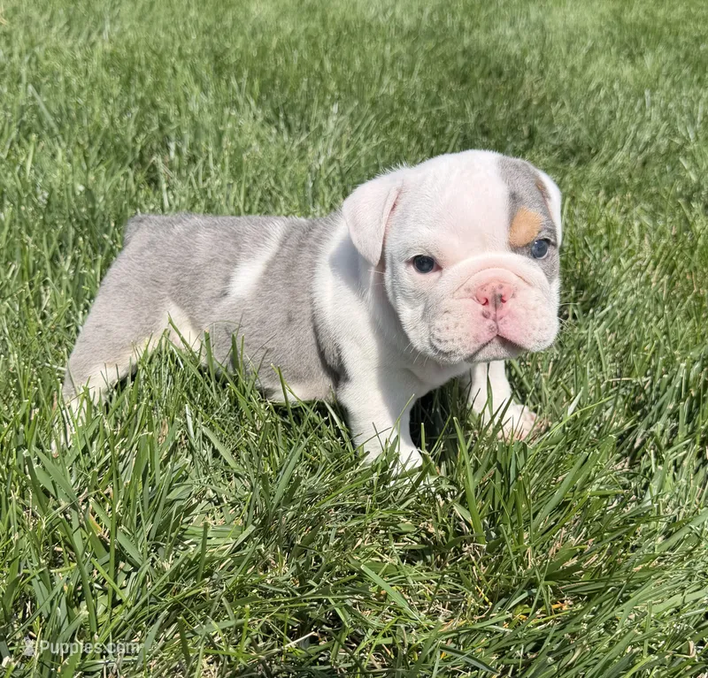 lane – English Bulldog puppy for sale in Wooster, OH