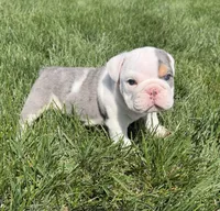 lane, a male English Bulldog for sale in Wooster, OH – 2 of 2