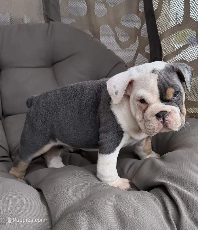 liam READY NOW  – English Bulldog puppy for sale in Wooster, OH