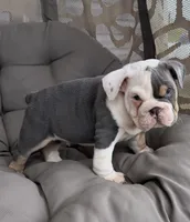 liam- TAKE HOME TODAY, a male English Bulldog for sale in Wooster, OH – 1 of 2