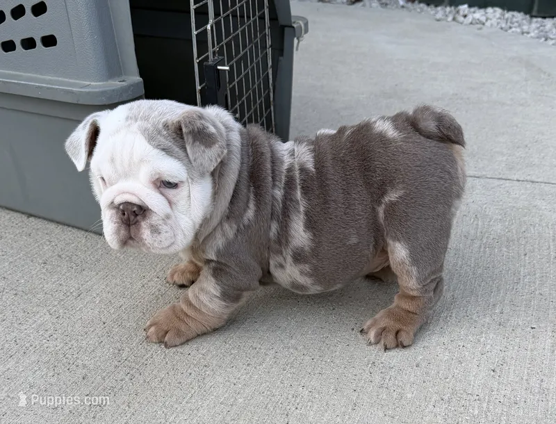luca READY NOW – English Bulldog puppy for sale in Wooster, OH