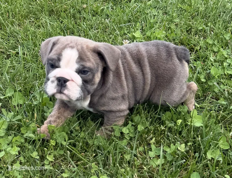 Rolo – English Bulldog puppy for sale in Wooster, OH