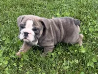 Rolo, a male English Bulldog for sale in Wooster, OH – 1 of 2