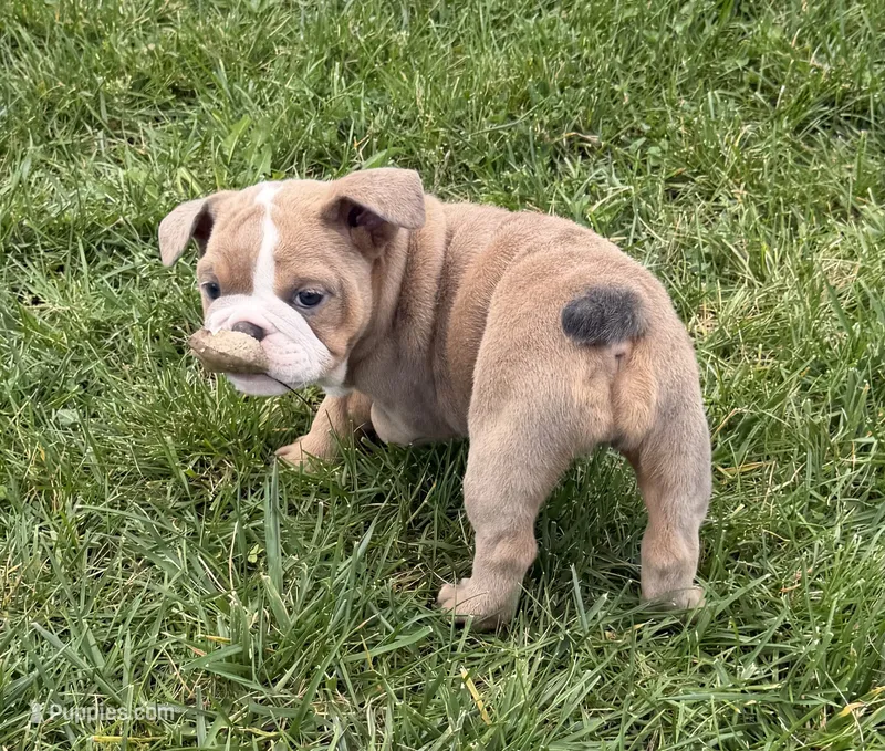 Raven  – English Bulldog puppy for sale in Wooster, OH