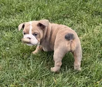 Raven , a female English Bulldog for sale in Wooster, OH – 1 of 2