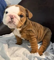 Baby, a female English Bulldog for sale in Wooster, OH – Photo 1 of 3