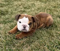 READY NOW- Baby, a female English Bulldog for sale in Wooster, OH – Photo 3 of 3